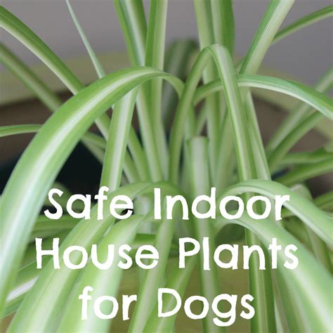 Are spider plants poisonous to dogs. Things To Know About Are spider plants poisonous to dogs. 